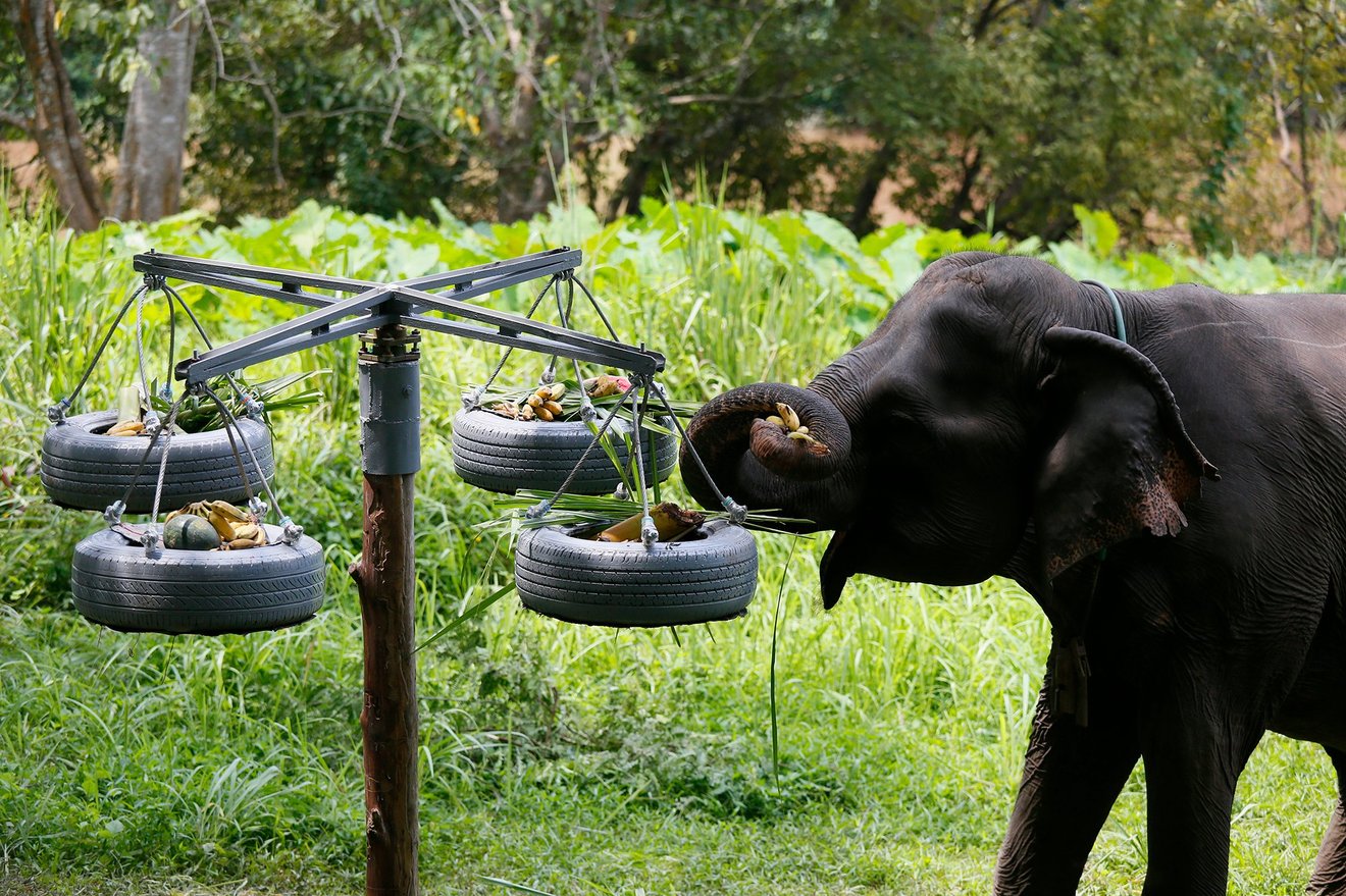 Elefant tager mad ud af ophængte dæk