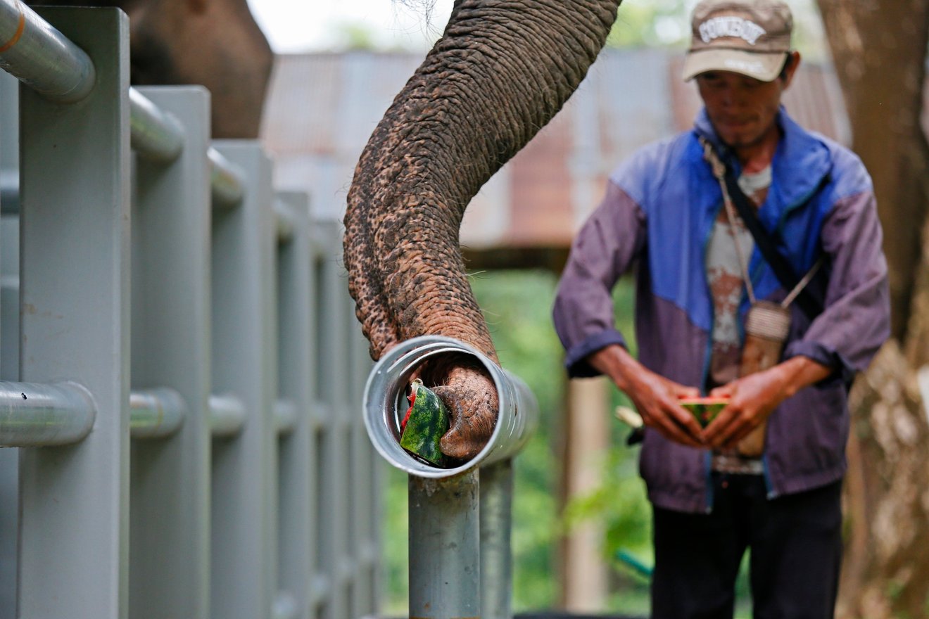Elefant bruger snablen til at tage med ud af rør