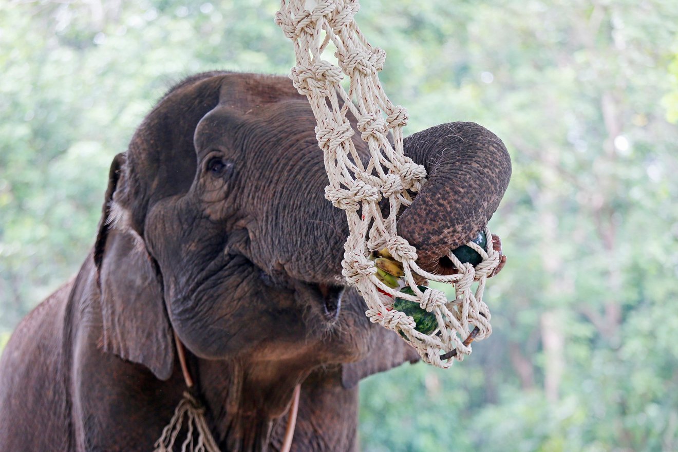Elefant finder mad ophængt i net