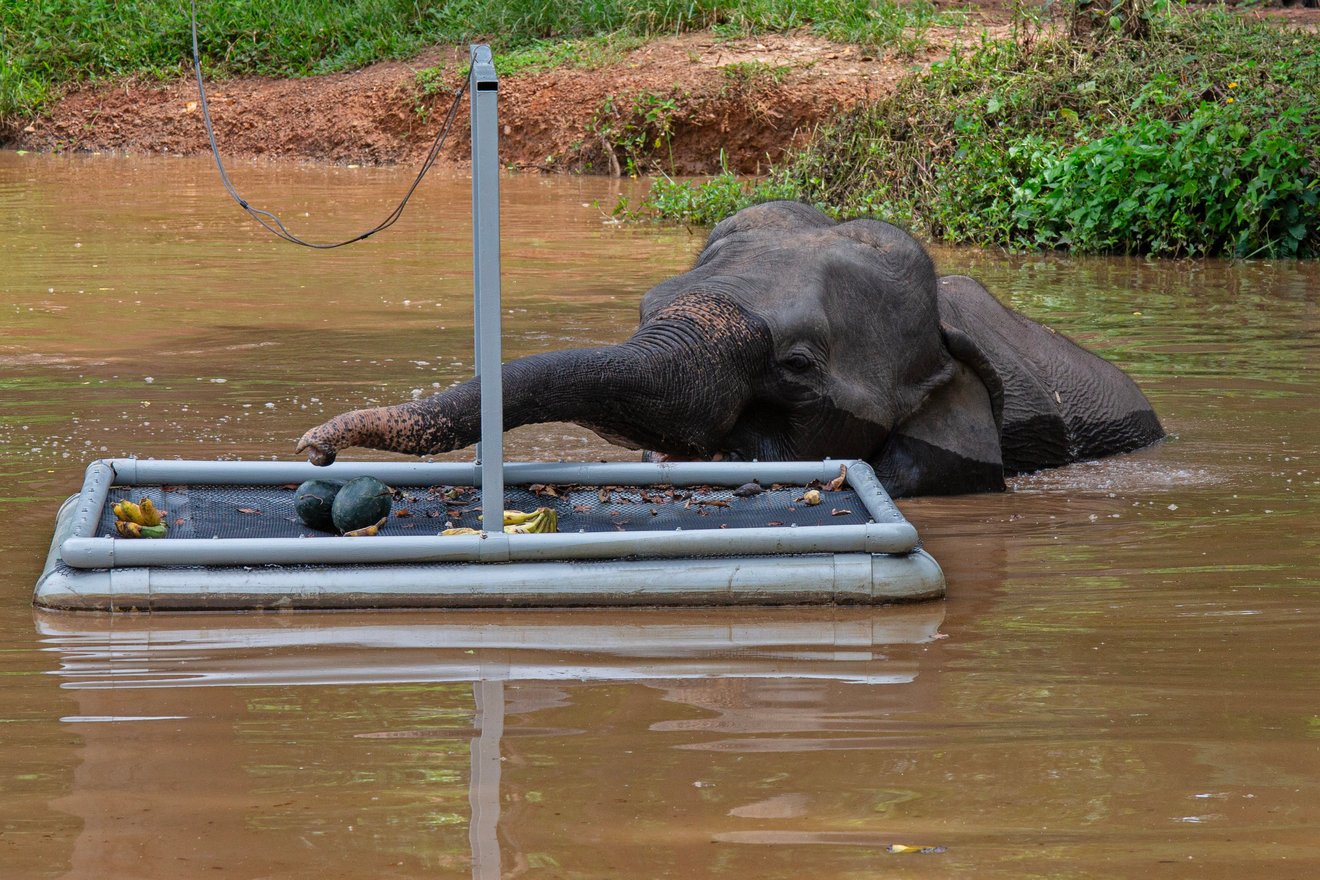 Elefant spiser frugt fra flydende "buffet"
