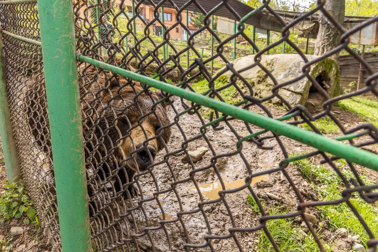 Bjørnen Baloo står i mudder og sjap i hans lille indhegning.