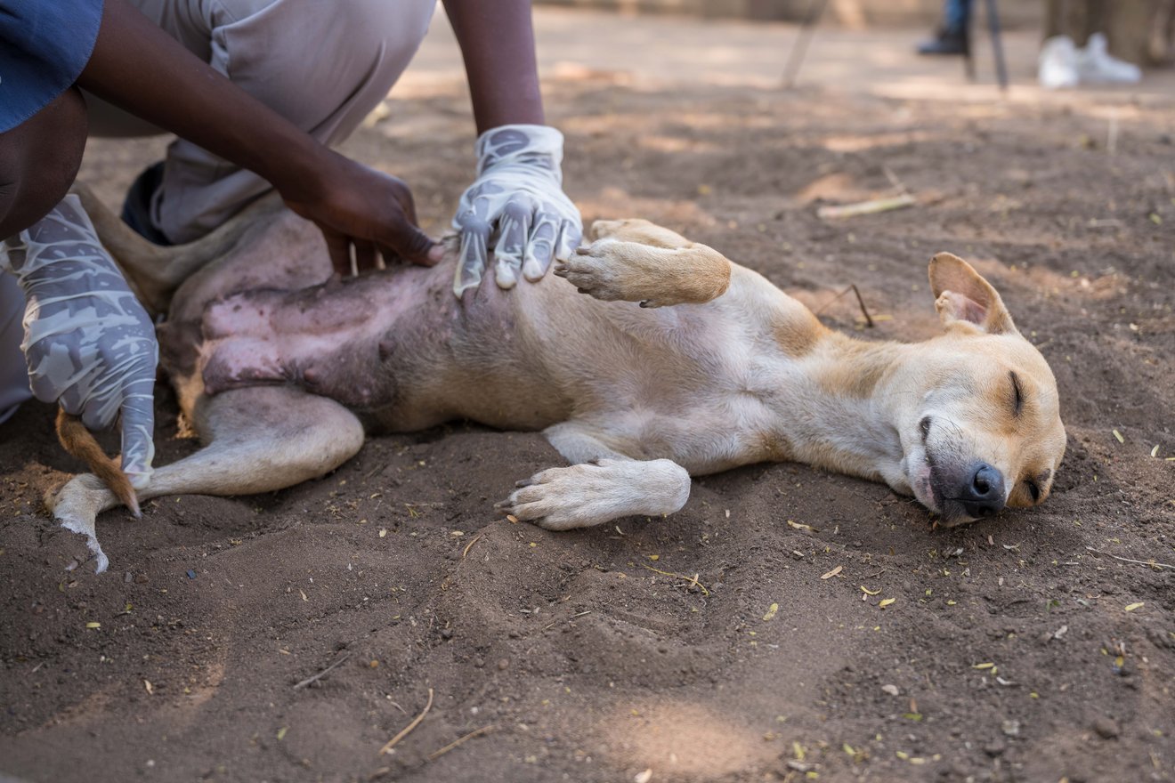 Hund i Malawi bliver undersøgt af dyrlæge efter orkanen Freddy
