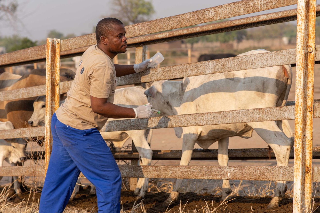 Køer i Malawi bliver vaccineret og får dyrlægebehandling efter orkanen Freddy