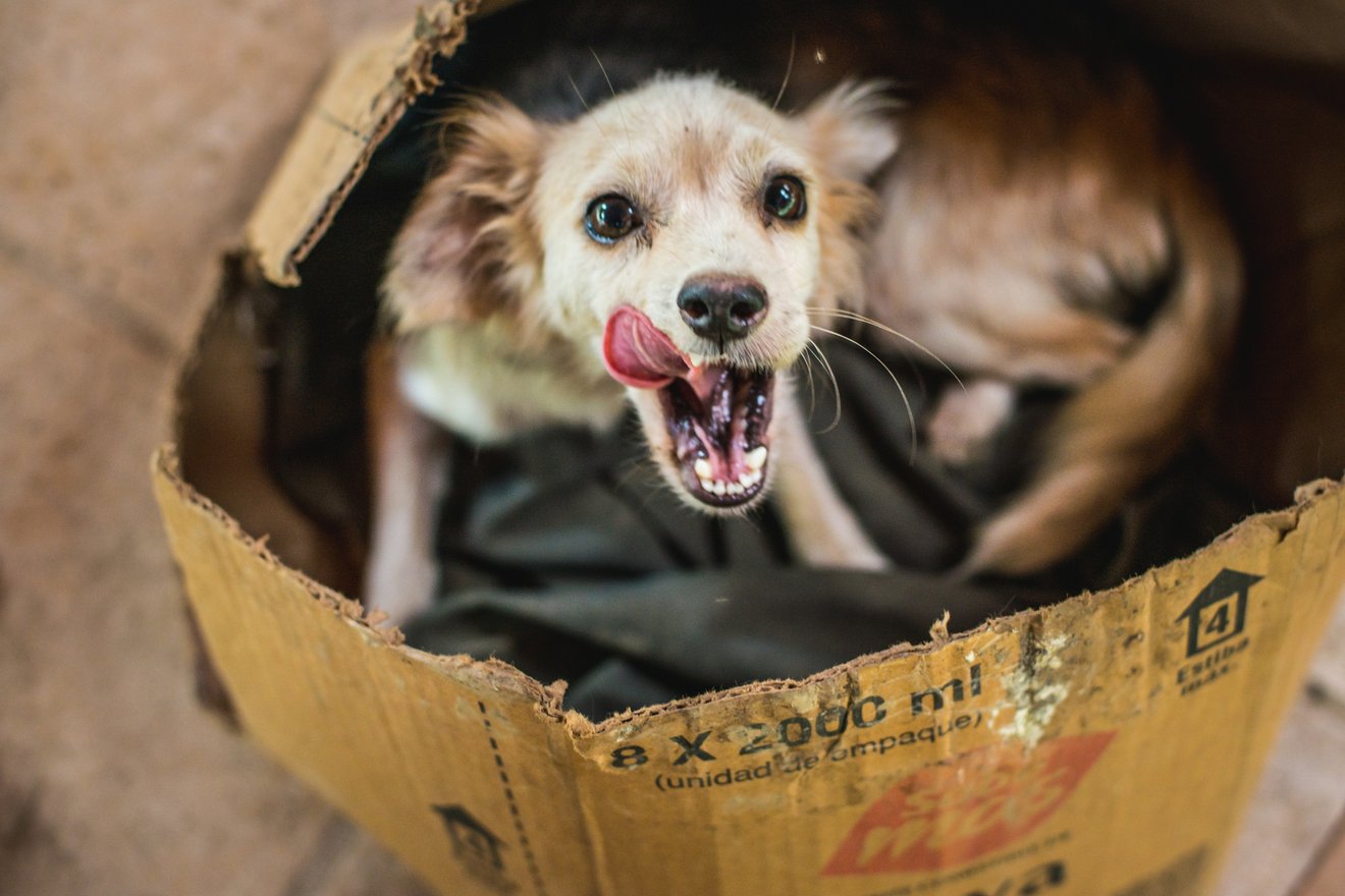 En sulten hund får hjælp efter oversvømmelser i Costa Rica.