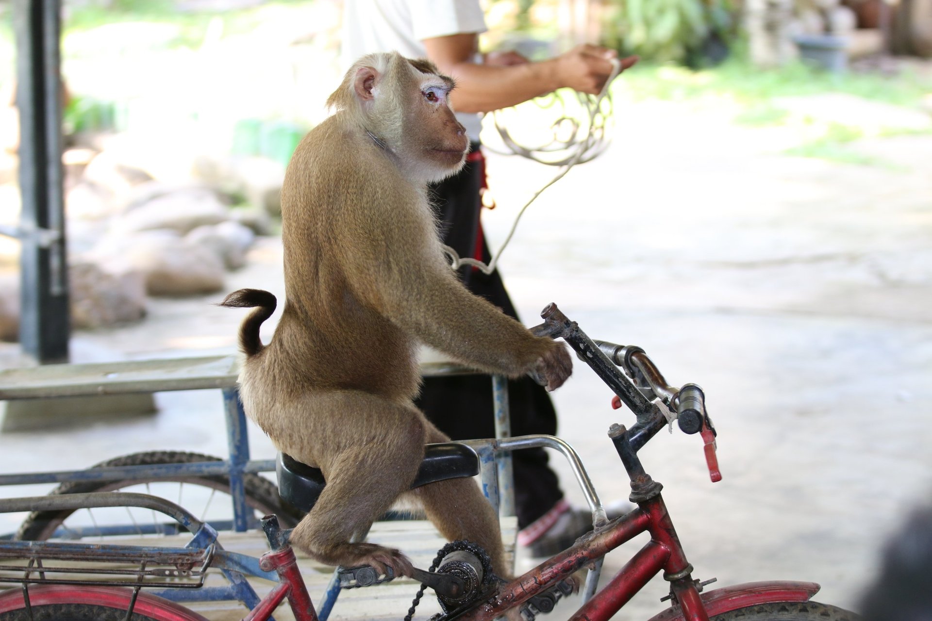 Makakabe på cykel tvinges til at optræde for turister.