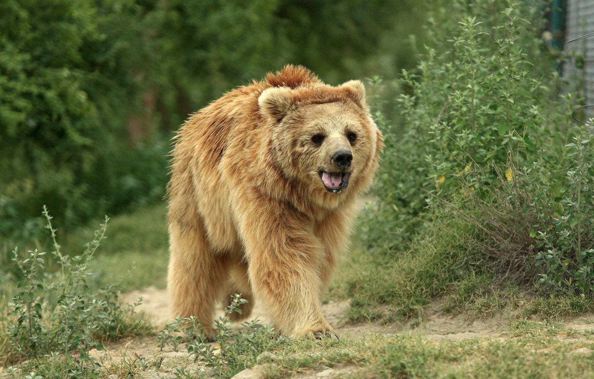 Bjørnen Bhoori traver glad gemmen bjørnereservatet Balkasar i Pakistan