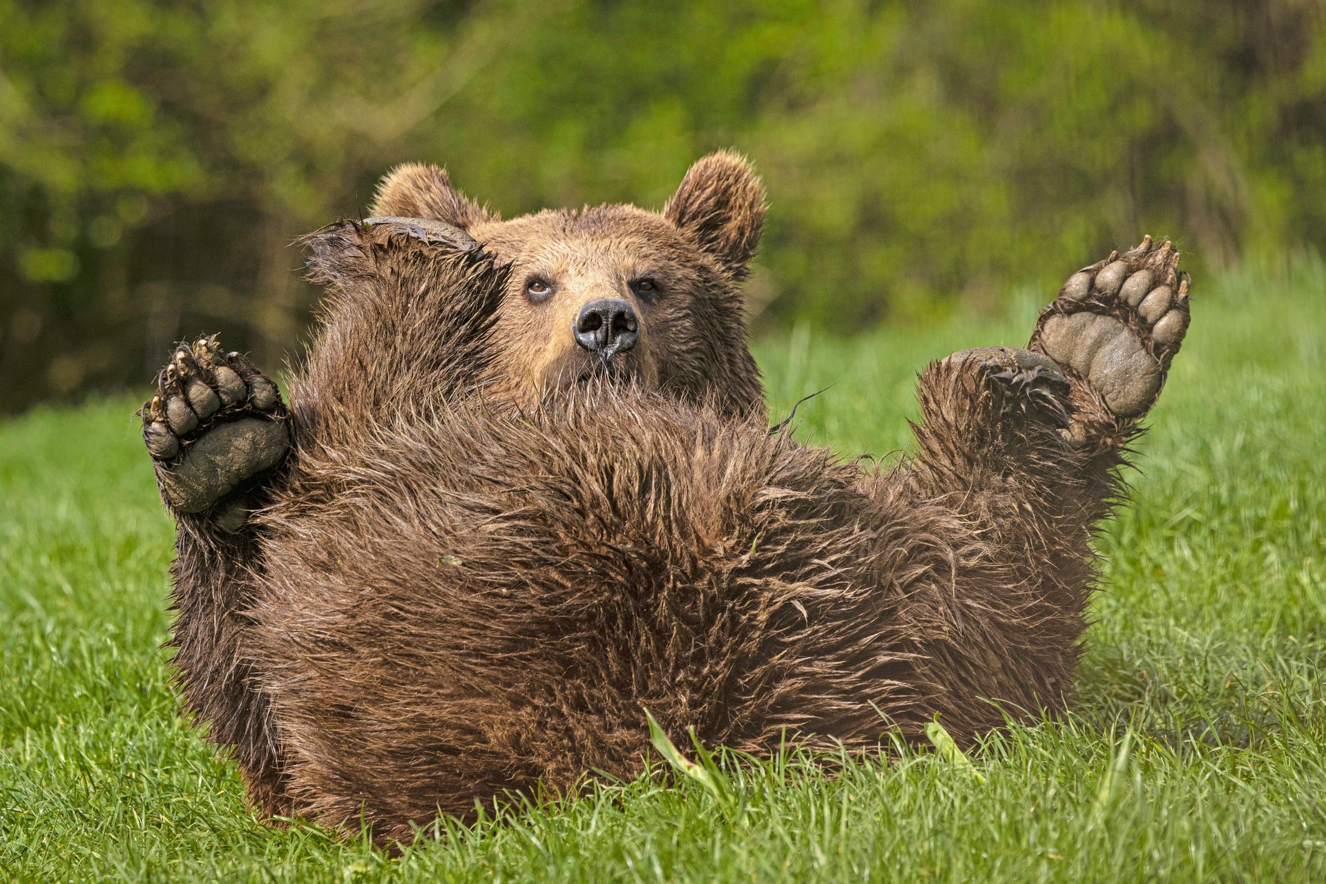 Reddet bjørn daser i græsset i Libearty bjørnereservat i Rumænien.