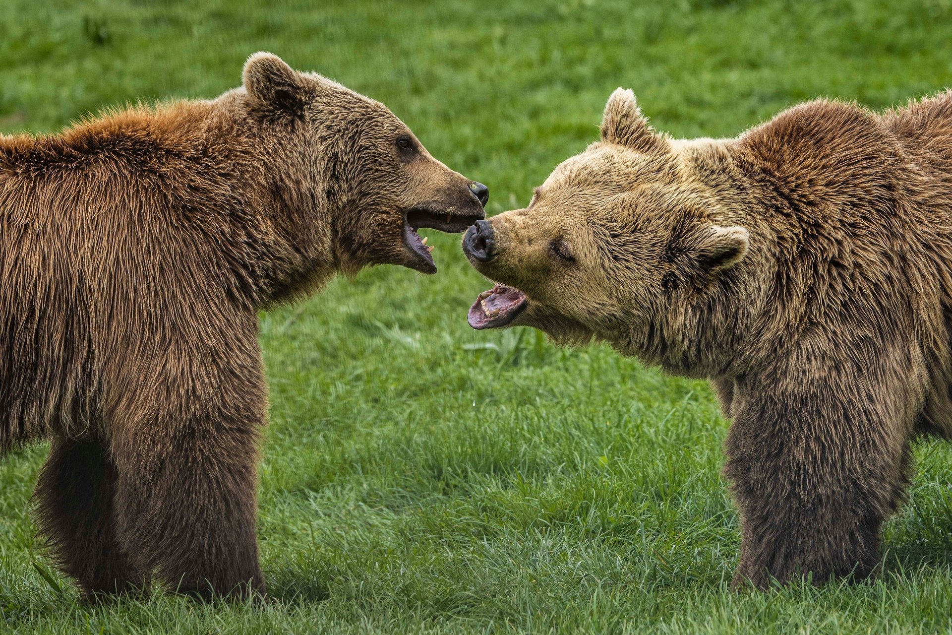 To reddede bjørne leger i Libearty-reservatet i Rumænien.