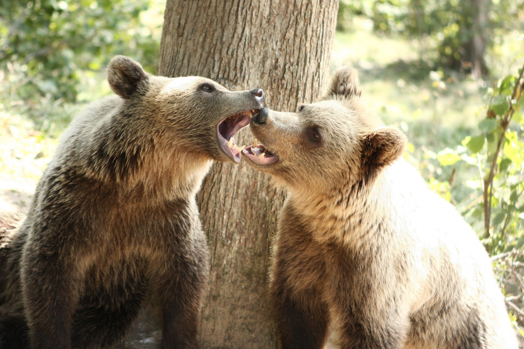 To bjørne bjørne slås for sjov