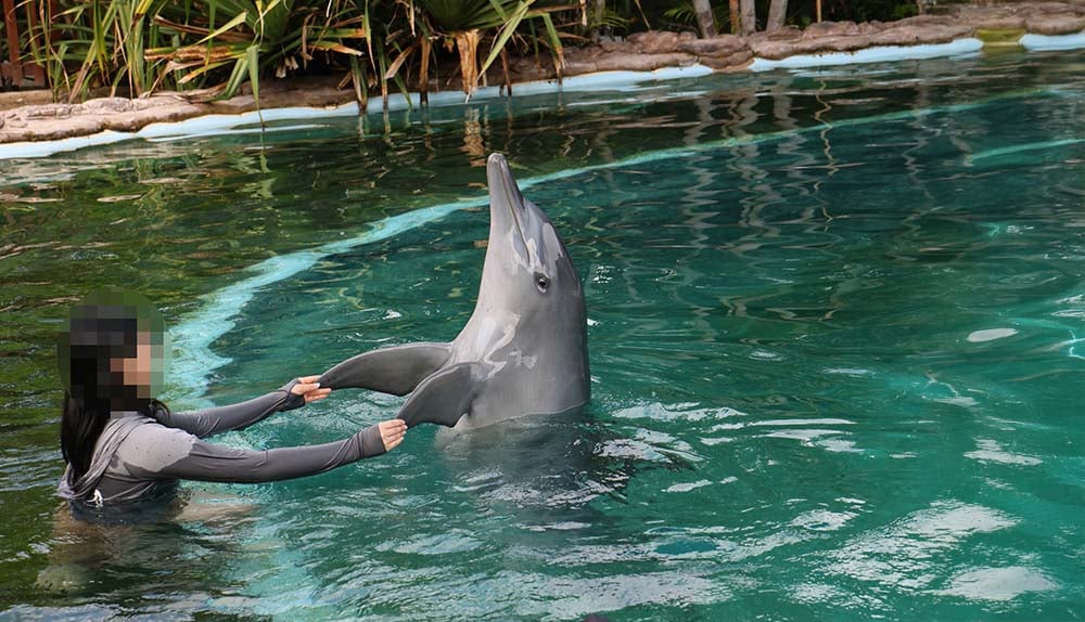Et mennesker holder fast i en delfin i et bassin.