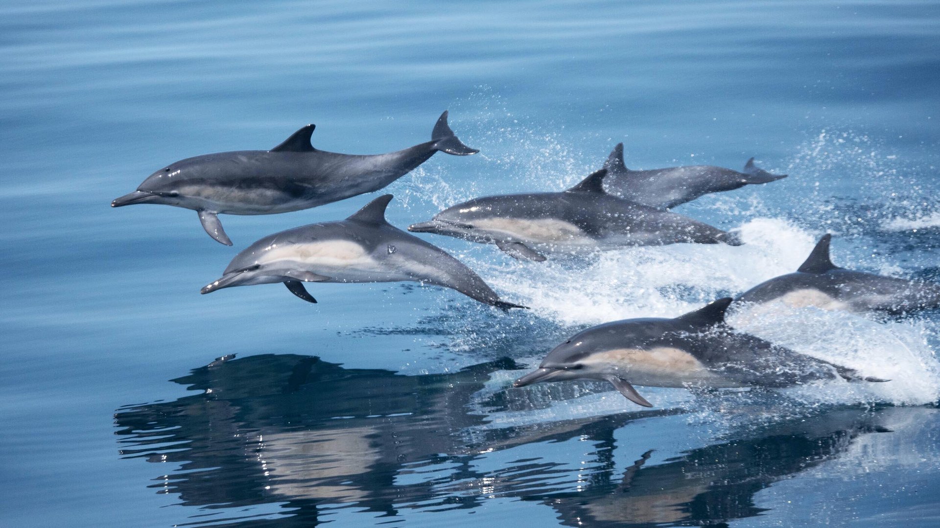En delfinflok i Santa Barbara Channel Whale Heritage Area. Foto: Adam Ernster