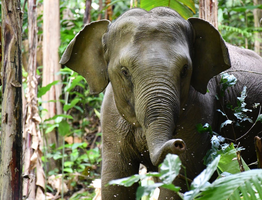 Elefantungen Mokomae lever i elefantreservatet Mahouts Elephant Foundation. Foto: Mahouts Elephant Foundation