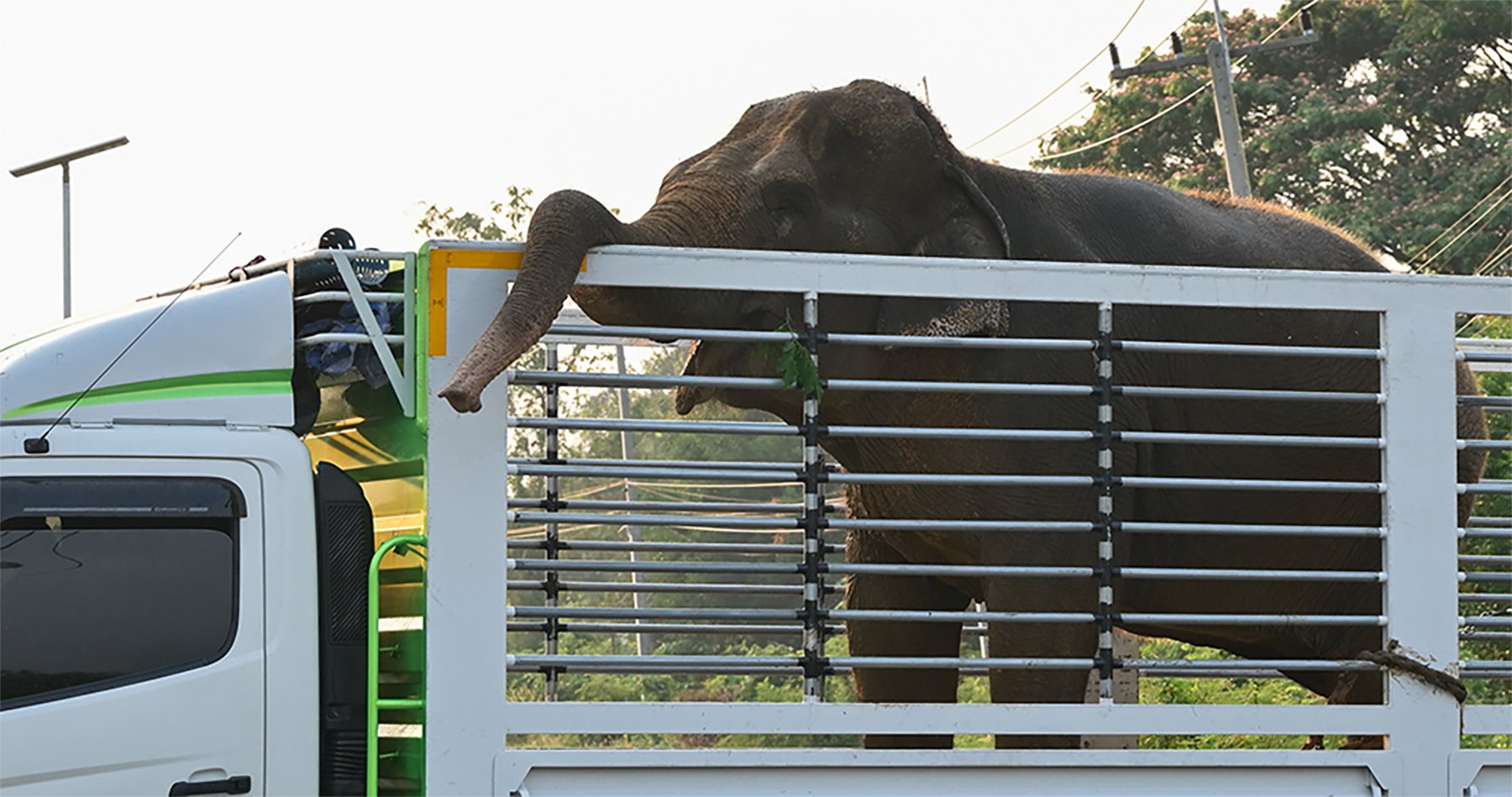 Elephant Relocation