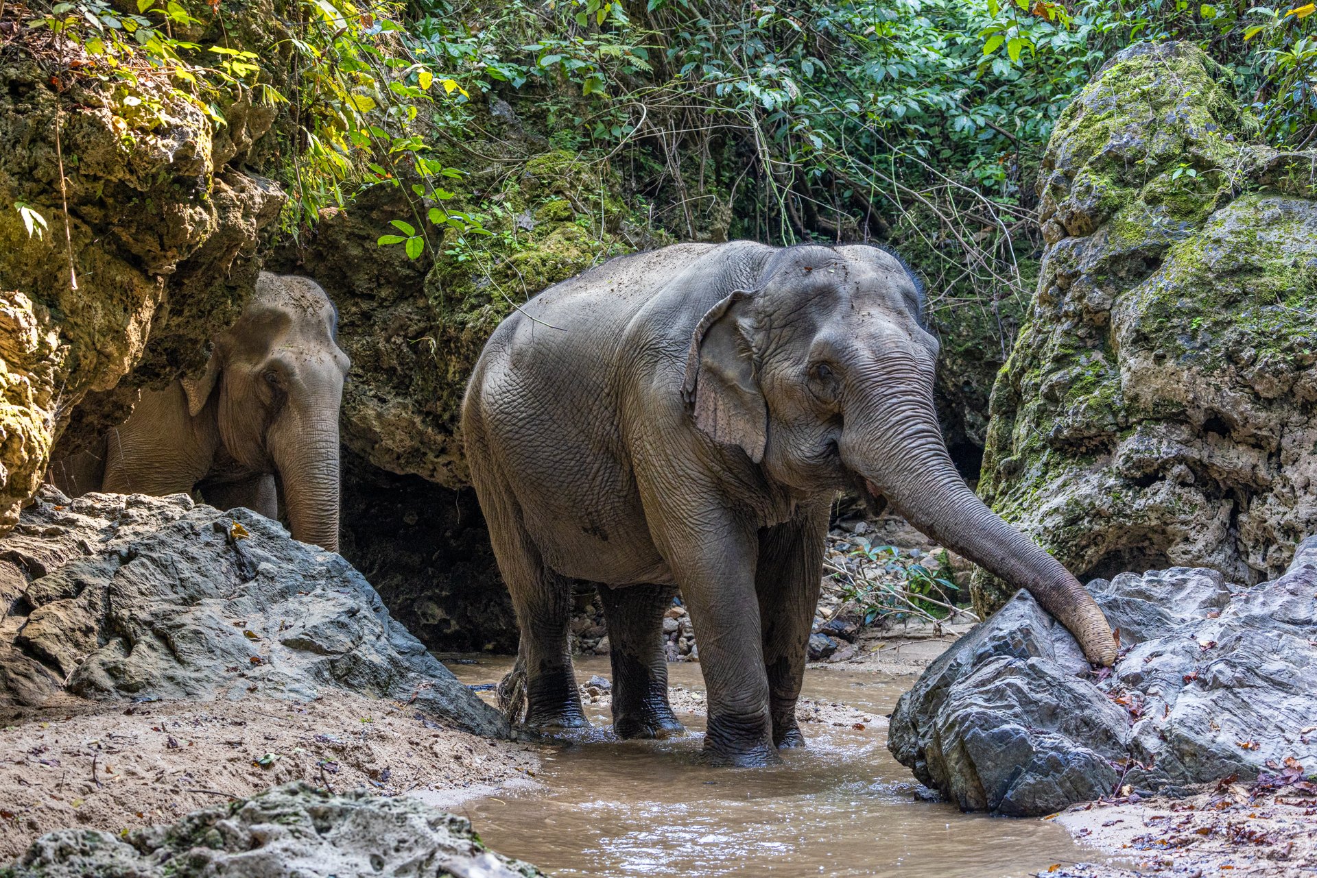 To reddede elefanter i det thailandske elefantreservat Burm and Emily's Elephant Sanctuary (BEES)