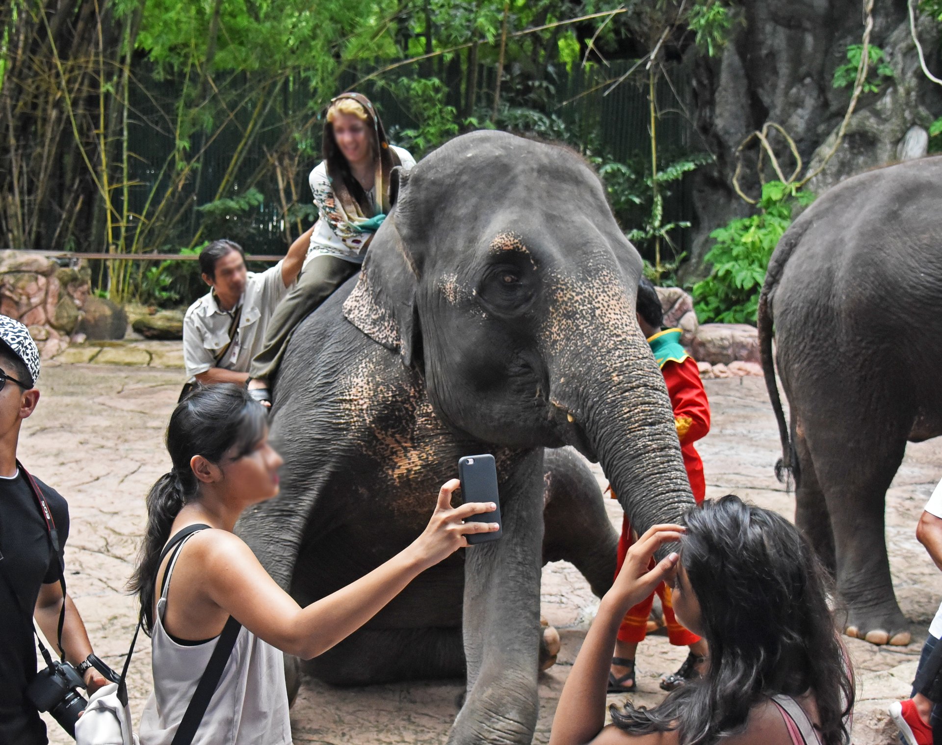 Turister tager selfies med elefant ved turistattraktion i Thailand
