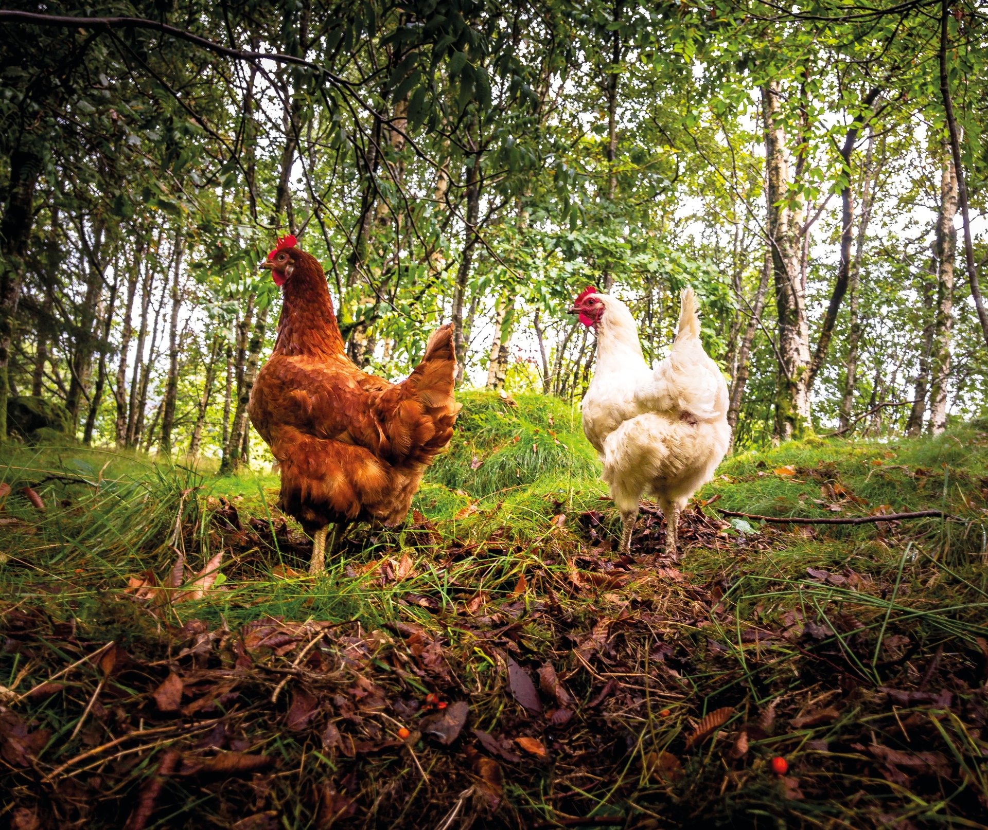 Høner i naturlige omgivelser