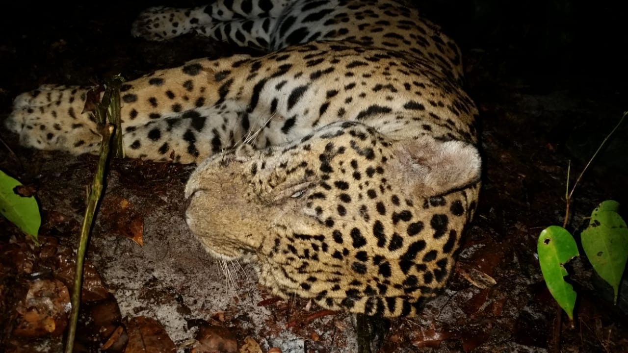 Jaguar fanget i snare i regnskoven i Surinam