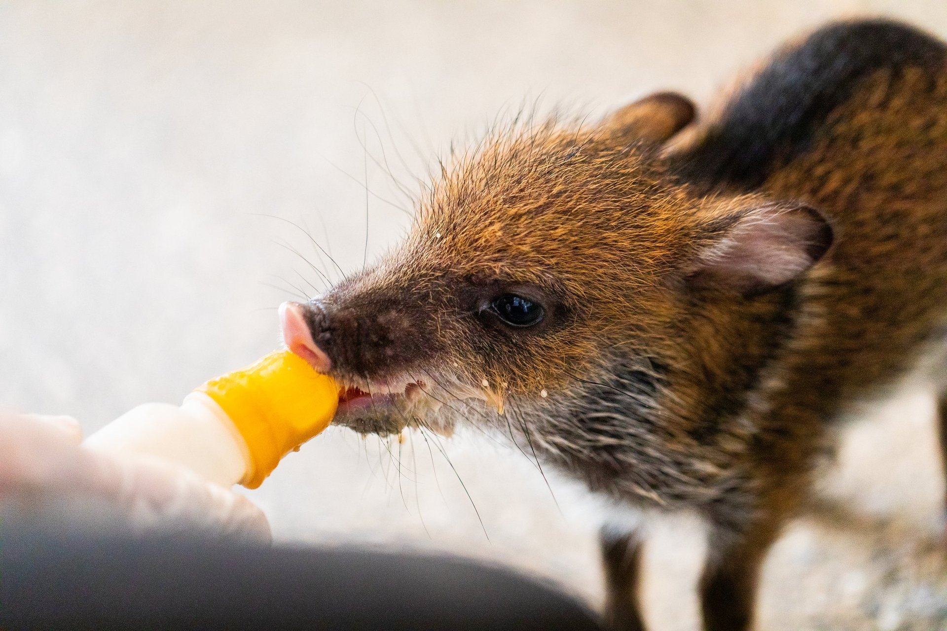 Navlesvinet Baby bliver madet med sutteflaske efter at være blevet reddet fra skovbrande i Brasilien.