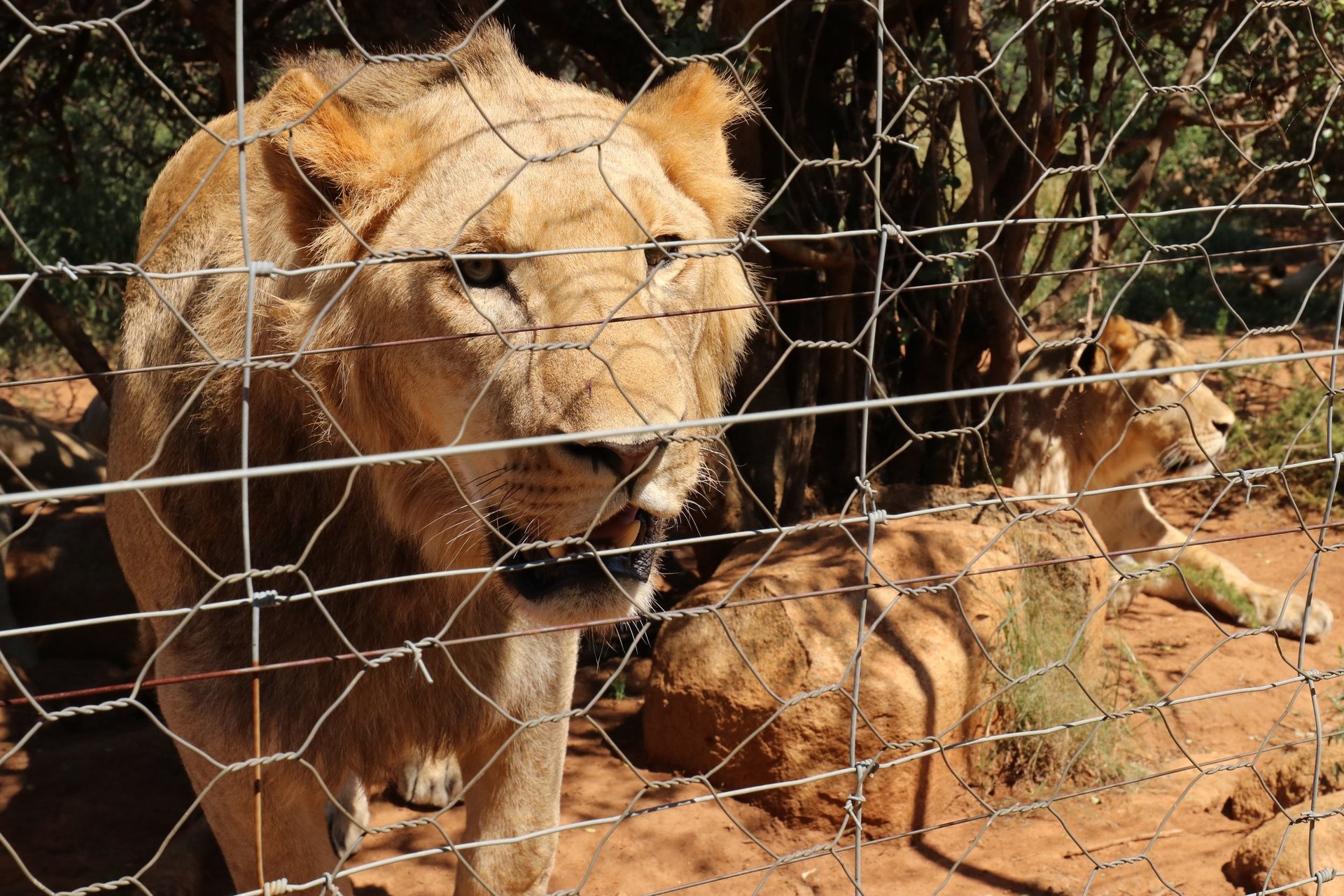 Unge hanløver bag hegn på en løvefarm i Sydafrika