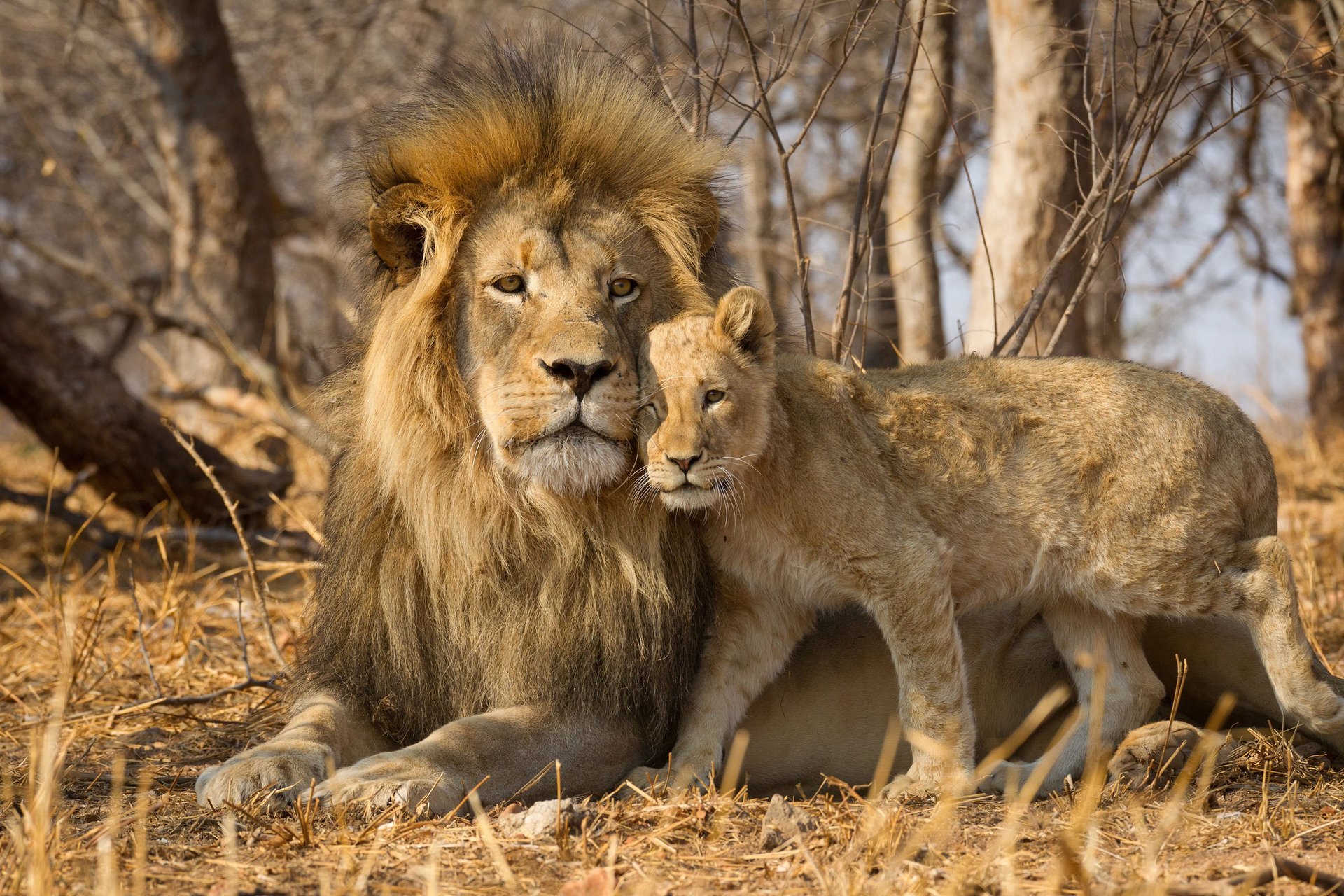 Hanløve og unge på savannen i Kruger National Park i Sydafrika