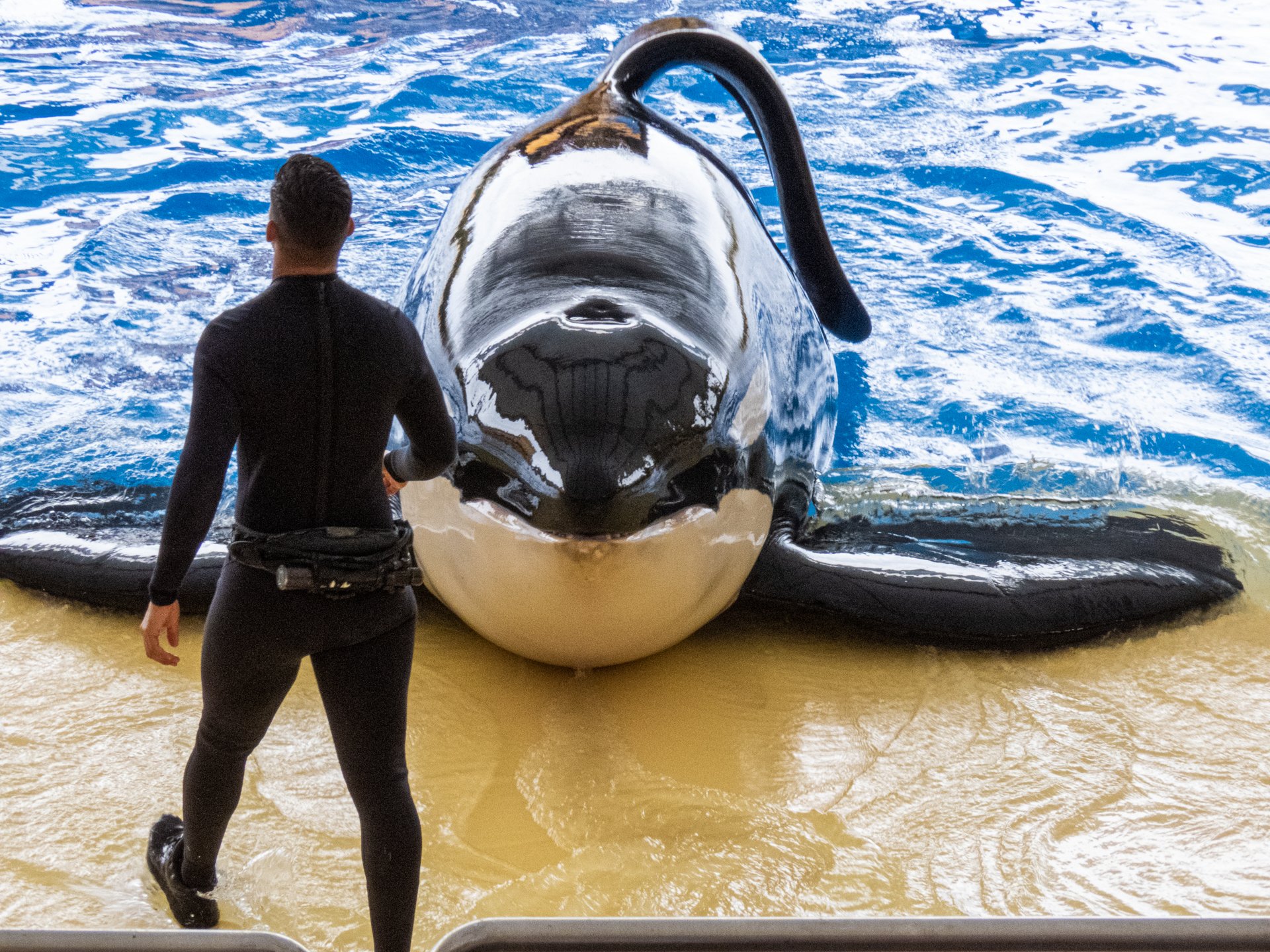 Spækhugger optræder i Loro Parque på Tenerife