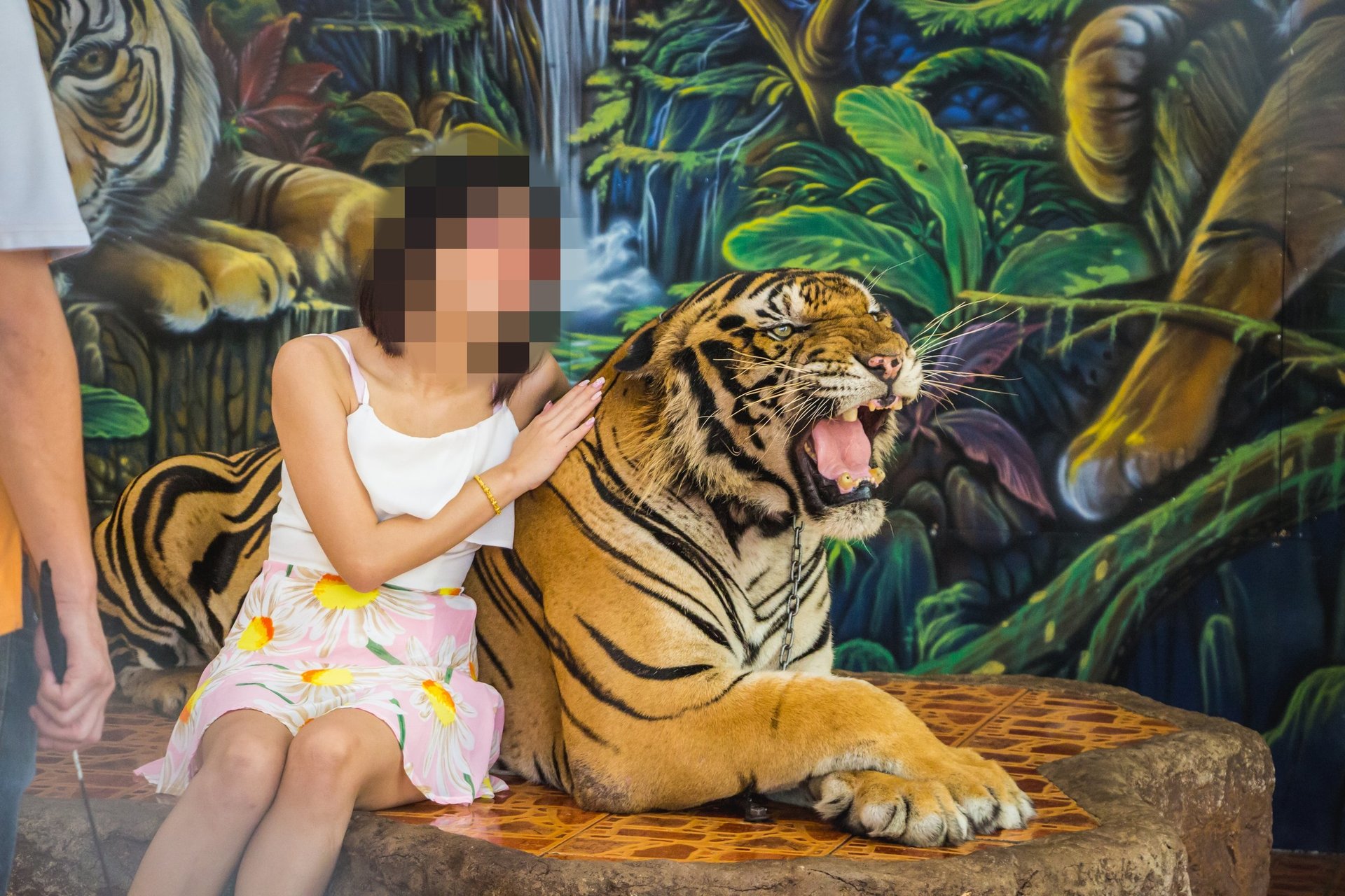 Turist poserer med tiger foran kameraet.
