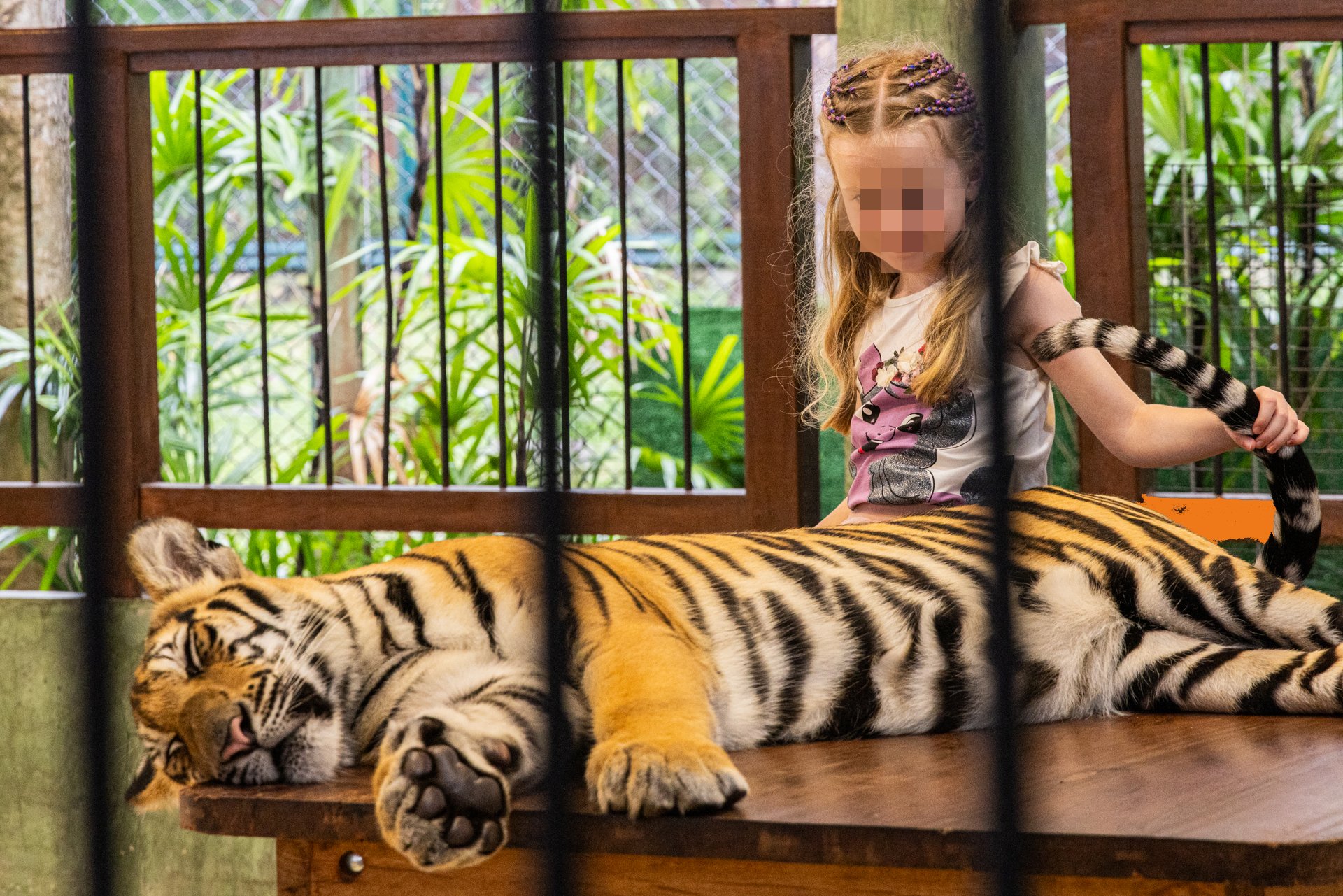Lille pige får taget billede med tiger