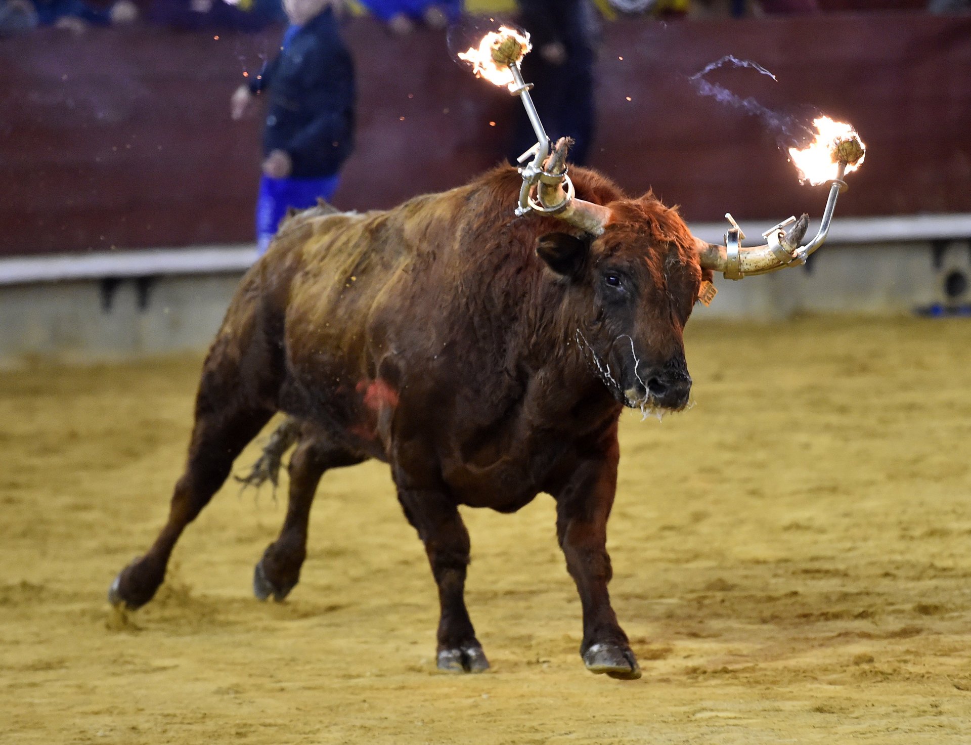 Tyr med ild i hornene