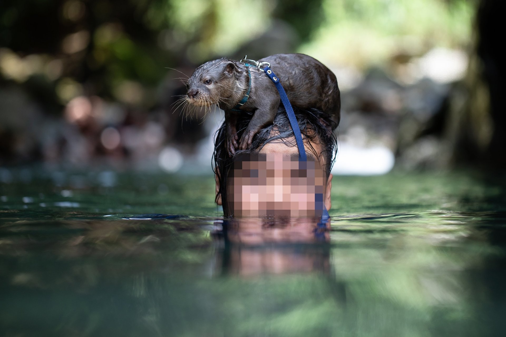 En kæledyrsejer svømmer med sin odder med halsbånd og snor på.