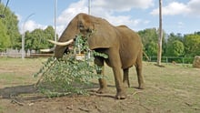 Elefanten Kariba i Pakawi Park