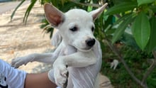 Hund får hjælp efter jordskælv i Myanmar
