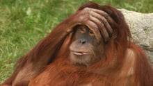 Orangutang sidder op ad sten