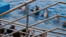 Optrædende delfiner i spansk delfinarium