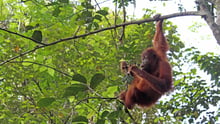 Orangutang hænger i en gren med én hånd.