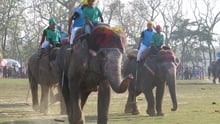 En elefant-polokamp i Nepal