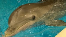 Close-up af delfin i Kolmårdens delfinarium