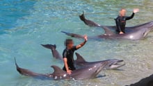Delfiner i delfinshow