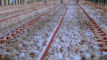 32 day old broiler chickens in a commercial indoor system