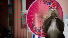 Macaque monkey performs at Phuket Zoo Thailand