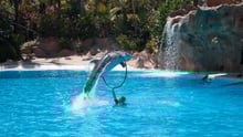 Captive dolphin show