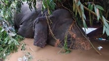 Elephant in the floods outside Chiang Mai, Thailand