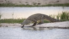 A wild crocodile at Hwange National Park, Zimbabwe.