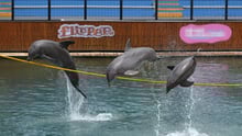 Delfiner optræder i Miami Seaquarium, USA
