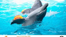delfinshow