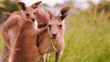 kangaroos_together