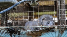 Mink mistrives i små trådbure i minkproduktionen. Foto: Jo-Anne McArthur / Djurrattsalliansen / We Animals Media