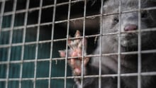 En mink i bur. Foto: Jo-Anne McArthur / Djurrattsalliansen / We Animals Media