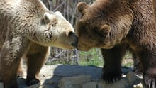 Two bears, Christi and Lydia.