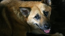 Nyt forbud mod at sælge hundekød på Yulin-festivalen