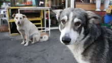 Update: Stepping forward for stray dogs in Romania